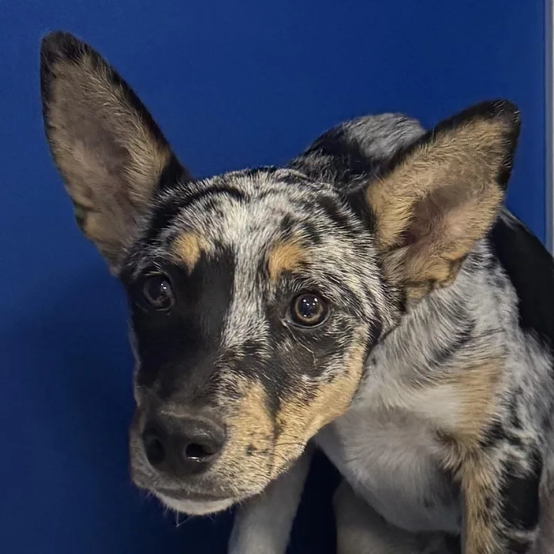 A baby small-sized male Gray / Blue / Silver Mixed Breed dog named Apollo for adoption in Las Cruces, NM