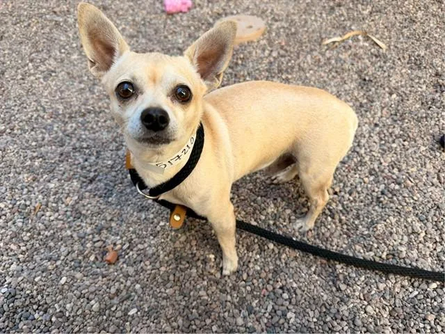 A young small-sized male Chihuahua dog named Boba for adoption in Mesa, AZ