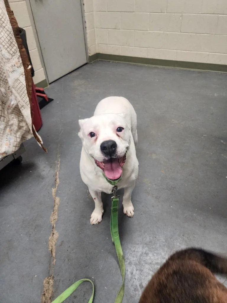 An adult medium-sized male American Bulldog dog named Finn for adoption in Winder, GA