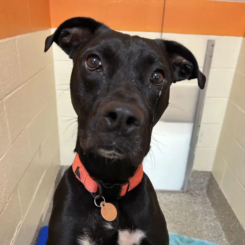 An adult medium-sized male Black Mixed Breed dog named Snape for adoption in Pensacola, FL