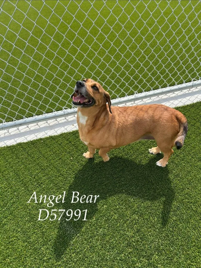 A senior medium-sized female Beagle dog named Angel Bear for adoption in Clarksville, TN