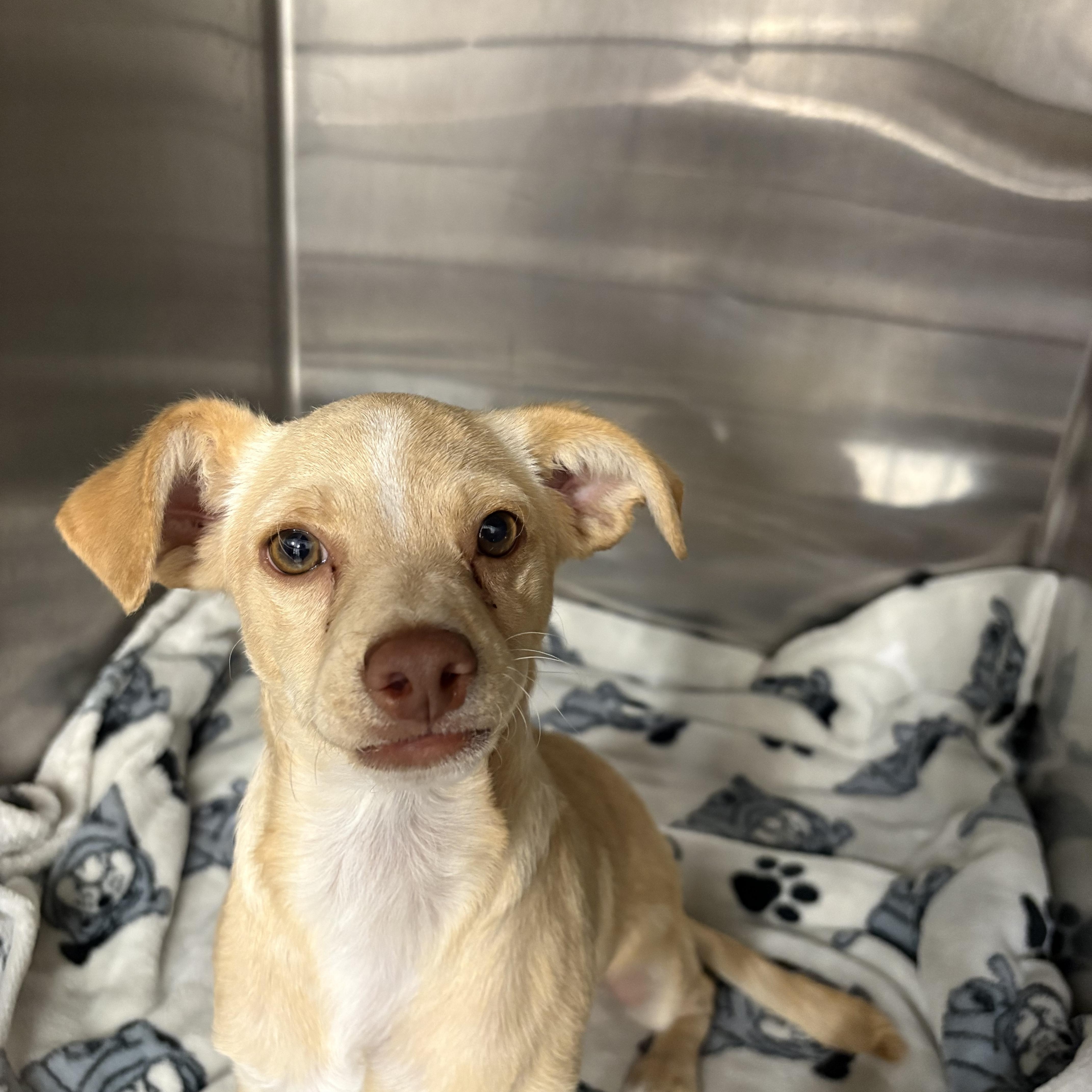 A baby small-sized male Chihuahua dog named Taco for adoption in Oakdale, CA