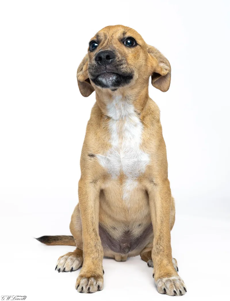 A baby medium-sized male Brindle Mixed Breed dog named Apollo for adoption in BONIFAY, FL