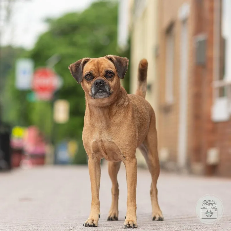 An adult small-sized female Yellow / Tan / Blond / Fawn Pug dog named Willow for adoption in Blairsville, PA