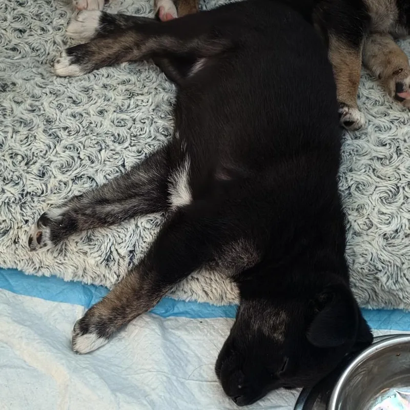 A baby small-sized female Black Mixed Breed dog named Vlasic for adoption in Buffalo, MN