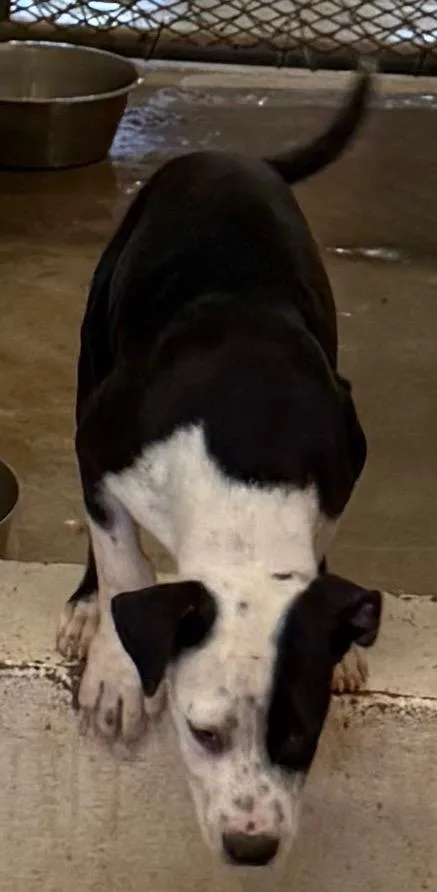 Pongo