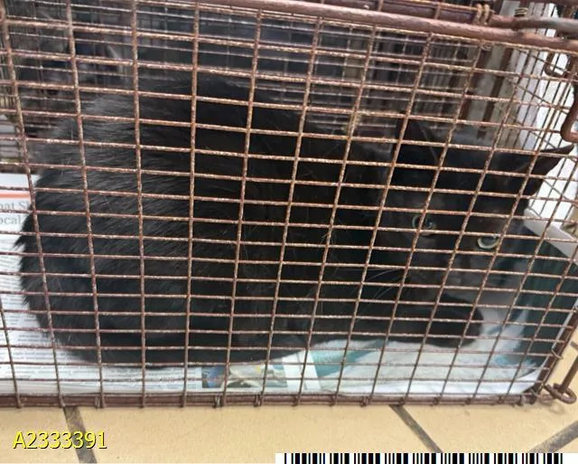 An adult medium-sized female Domestic Short Hair cat named Mama for adoption in West Palm Beach, FL