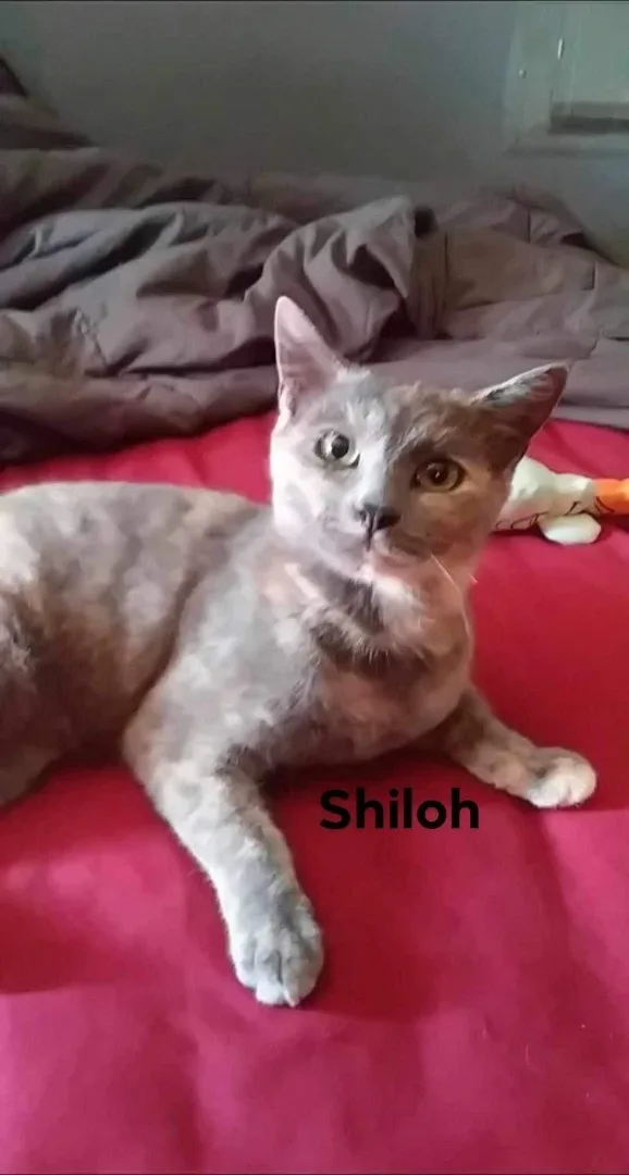 Shiloh