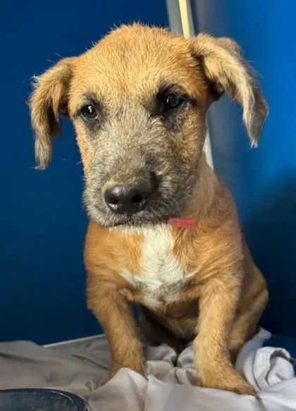 An adult medium-sized female Dachshund dog named Gretel for adoption in Phoenix, AZ