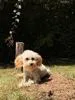 A baby small-sized female Miniature Poodle dog named Terra for adoption in Blue Springs, MO