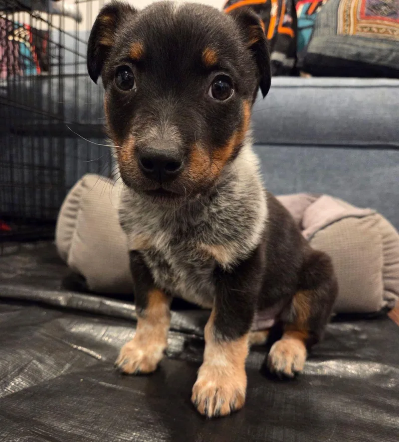A baby small-sized male Tricolor (Brown, Black, & White) Australian Cattle Dog / Blue Heeler dog named Quinn for adoption in Los Angeles, CA