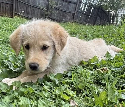 A baby large-sized female Golden Retriever dog named Pudding for adoption in Wilkesboro, NC