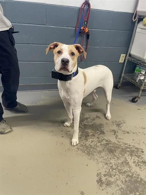 A young large-sized male Labrador Retriever dog named Sherman for adoption in Tallahassee, FL
