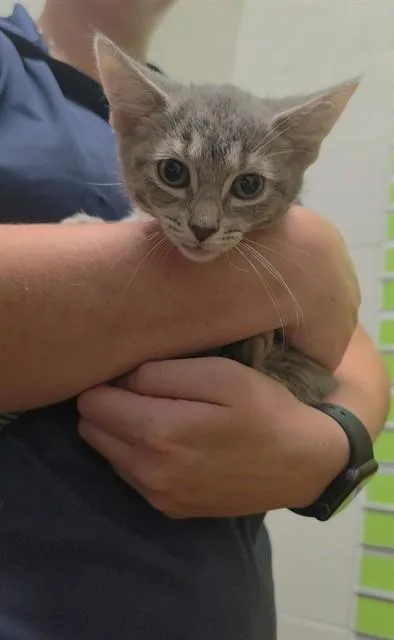 A baby small-sized female Domestic Short Hair cat named Venus for adoption in Saint Peters, MO