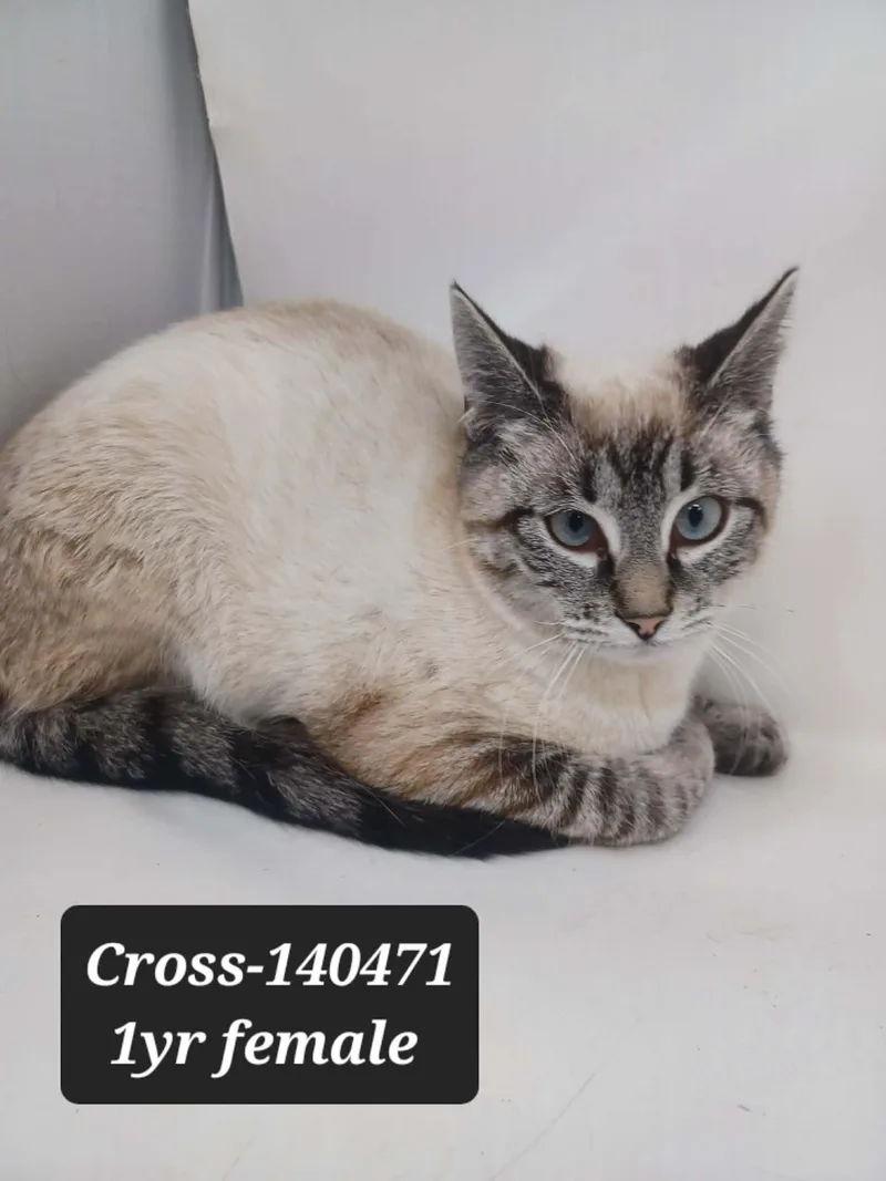 A young medium-sized female Blue Point Siamese cat named Cross for adoption in New York, NY