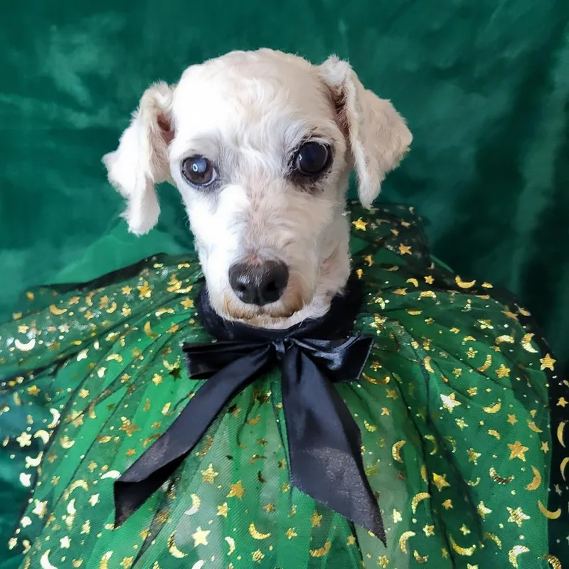 A senior small-sized female White / Cream Poodle dog named Ultra Soft for adoption in Greensboro, NC