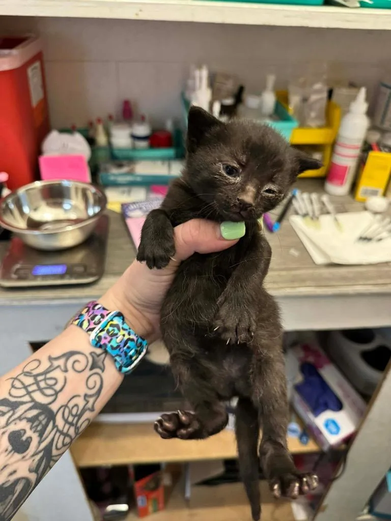 A baby medium-sized female Domestic Short Hair cat named Shuna for adoption in Johnson City, TN