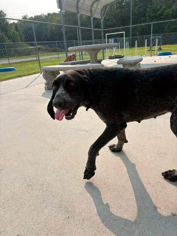 An adult medium-sized female English Coonhound dog named Miranda for adoption in Burgaw, NC