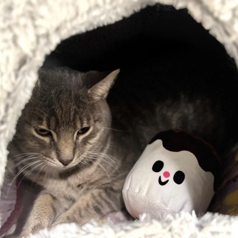An adult medium-sized male Gray / Blue / Silver Domestic Short Hair cat named Bartender for adoption in Wheeling, IL
