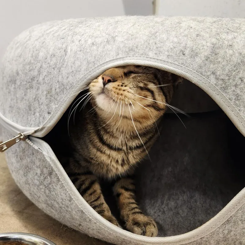 A young large-sized male Brown / Chocolate Domestic Short Hair cat named Jiji for adoption in Delaware, OH
