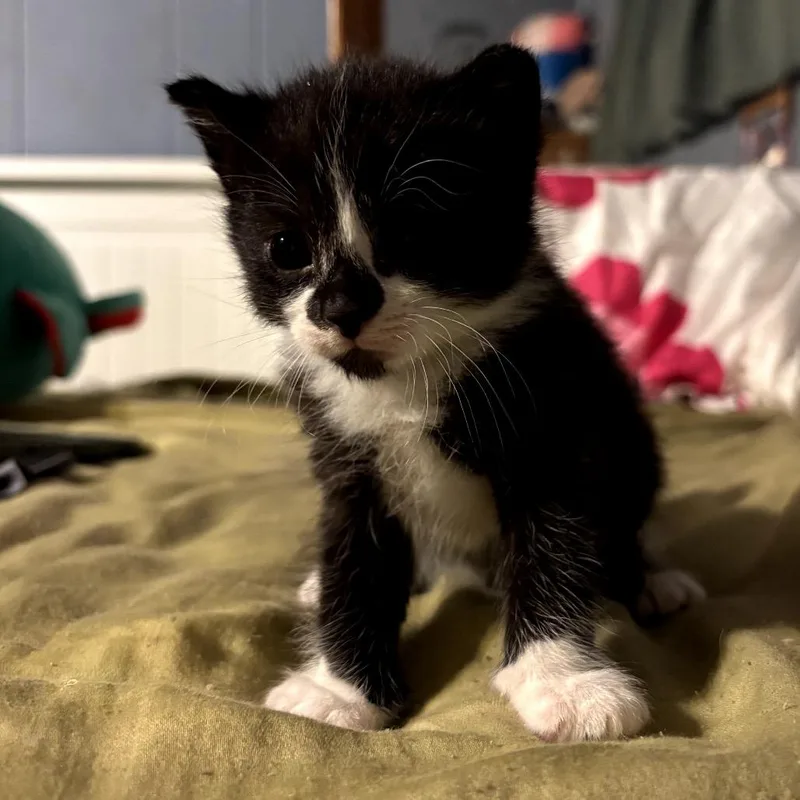 A baby small-sized male Black Domestic Short Hair cat named Mark for adoption in Long Beach, CA