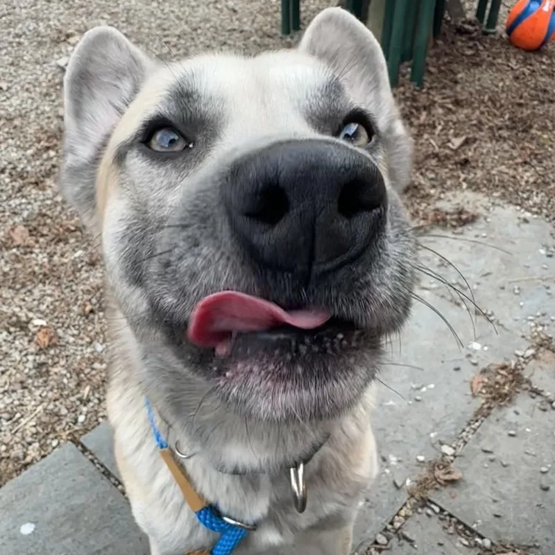 An adult medium-sized male Brown / Chocolate Mixed Breed dog named Moose for adoption in Fairport, NY
