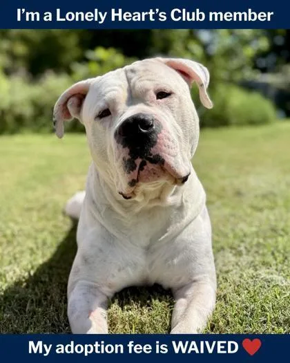 An adult large-sized male Mixed Breed dog named Diesel for adoption in Fallston, MD