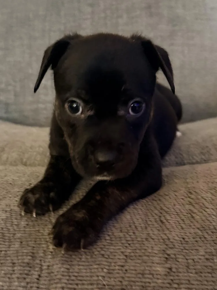 Espresso Oreo thumbnail 2