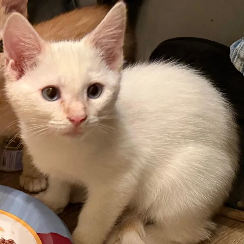 Toasted Marshmallow