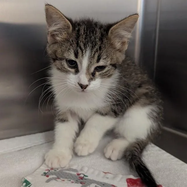 A baby small-sized male Domestic Short Hair cat named Biscuit for adoption in Olivette, MO