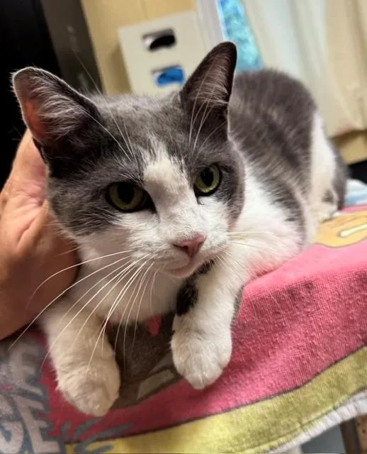 A senior large-sized male Domestic Short Hair cat named Tom for adoption in Cookeville, TN