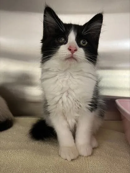A baby small-sized female Domestic Short Hair cat named Pancake for adoption in Westland, MI