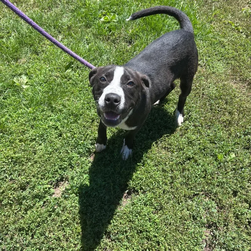 A young medium-sized male Black Labrador Retriever dog named Koda for adoption in Rock Falls, IL