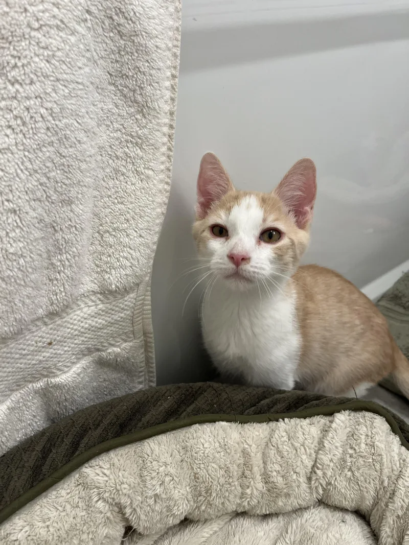 An adult medium-sized male Orange / Red Domestic Short Hair cat named Burger for adoption in Marietta, GA