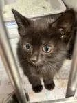A baby medium-sized female Black Domestic Short Hair cat named Jetta for adoption in Heathsville, VA