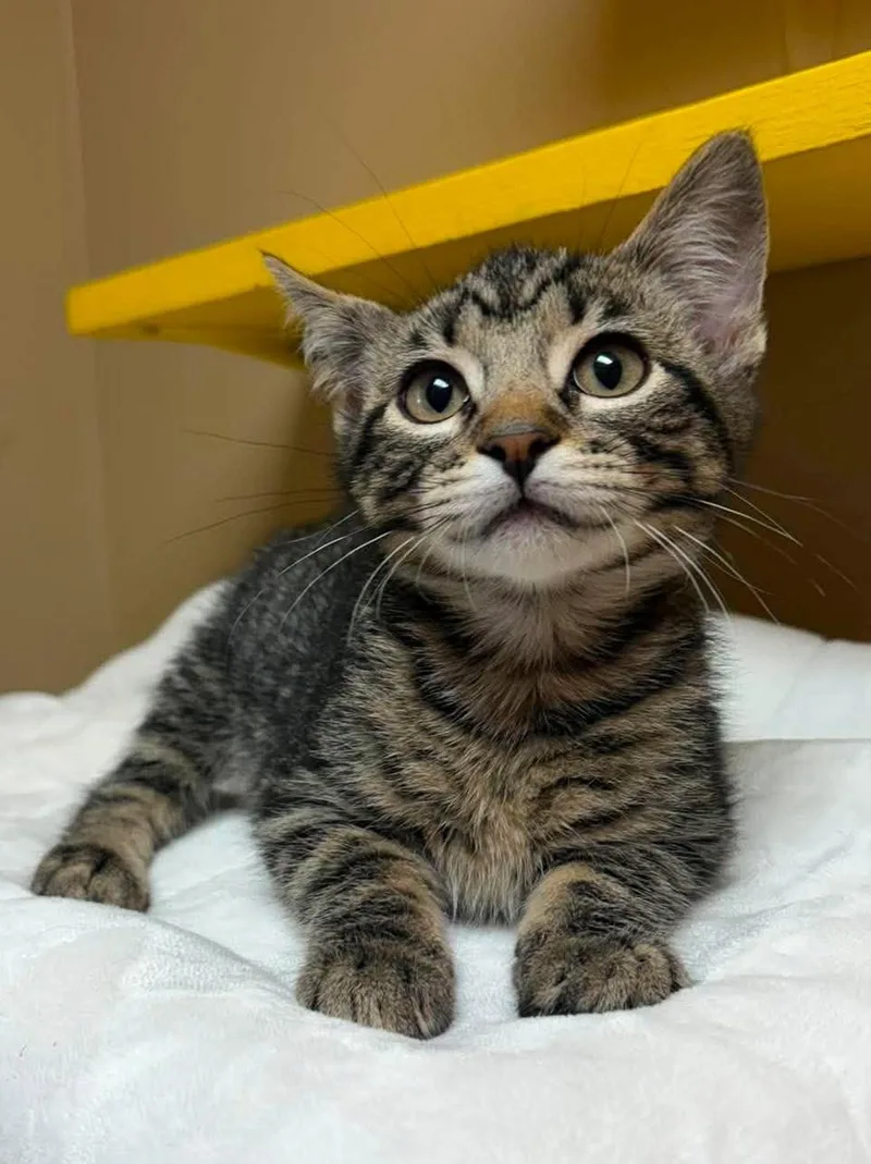 A baby medium-sized male Tabby (Brown / Chocolate) Domestic Short Hair cat named Oliver for adoption in Maryville, MO
