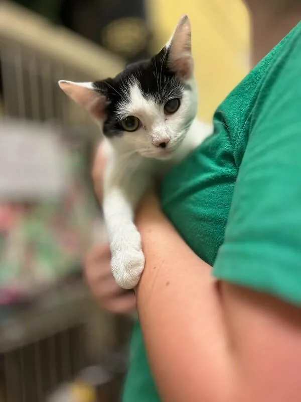 A young medium-sized male White Domestic Short Hair cat named Funnel Cake for adoption in Wooster, OH