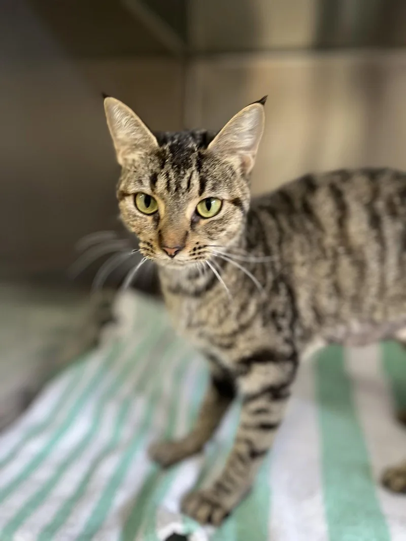 An adult medium-sized female Domestic Short Hair cat named Helen for adoption in Hilton Head Island, SC