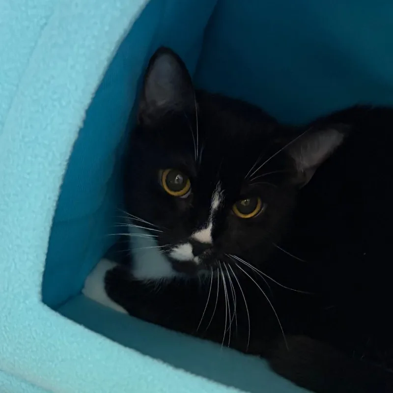An adult medium-sized female Black Domestic Short Hair cat named Vita for adoption in Scituate, MA