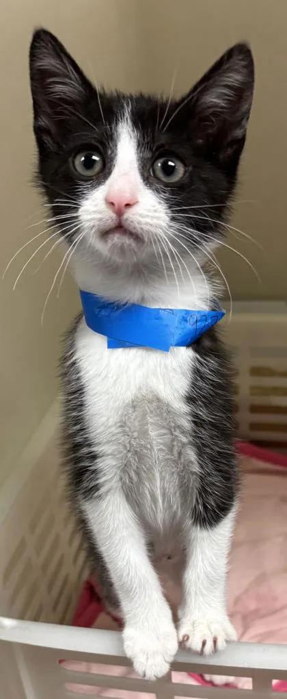 A young small-sized male Domestic Short Hair cat named A Krispy Kremepetsmart North for adoption in North Charleston, SC