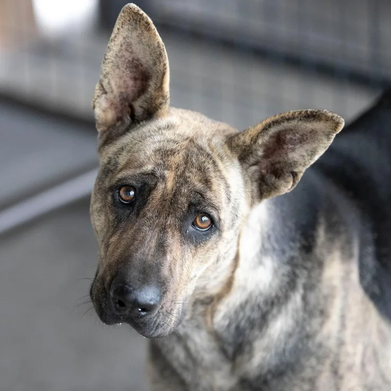 A young medium-sized female Brindle German Shepherd Dog dog named Lucia for adoption in Peyton, CO