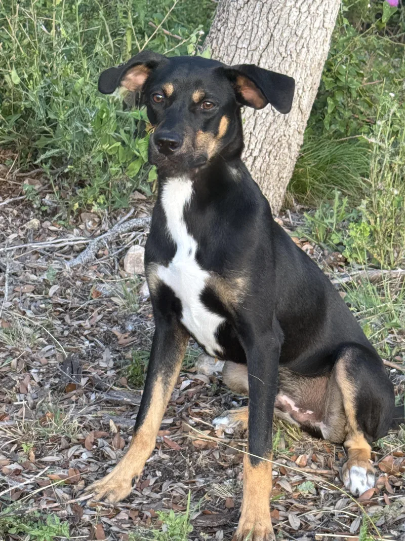 A young medium-sized male Tricolor (Brown, Black, & White) Mixed Breed dog named Oakley for adoption in Hondo, TX