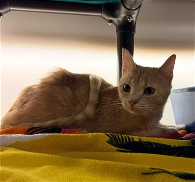 A young small-sized female Domestic Short Hair cat named Sunny for adoption in Statesville, NC