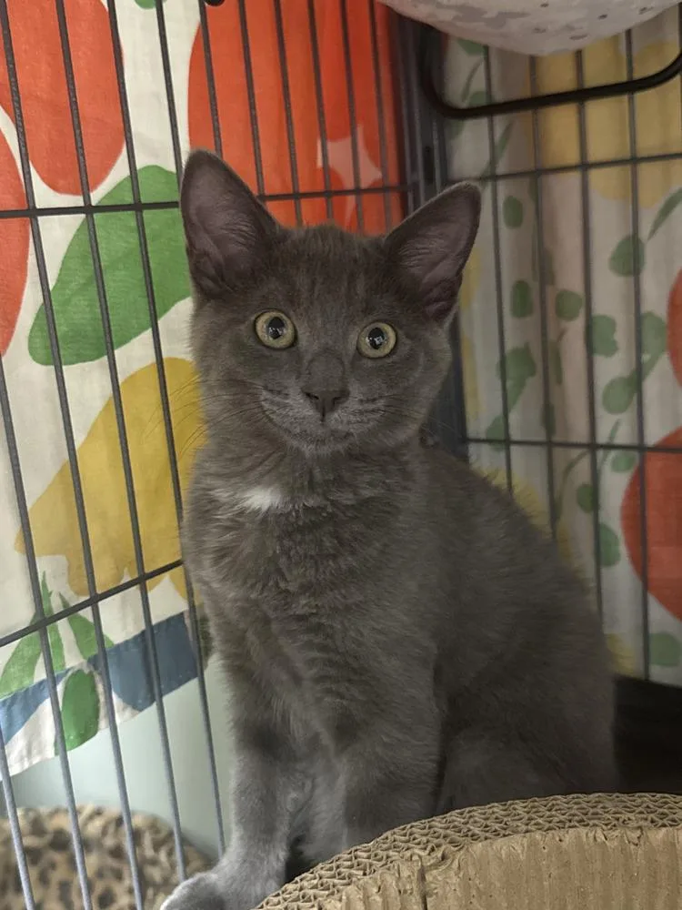 A baby small-sized female Gray / Blue / Silver Domestic Short Hair cat named Eden for adoption in Mount Laurel, NJ