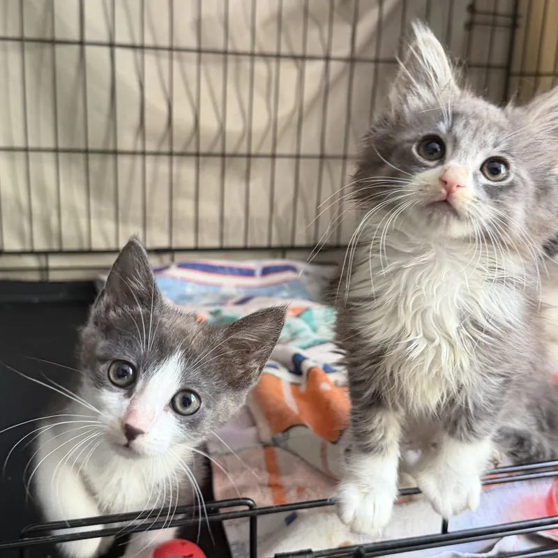 A baby small-sized female Gray & White Domestic Short Hair cat named Tollbooth and Sunpass for adoption in Brooklyn, NY