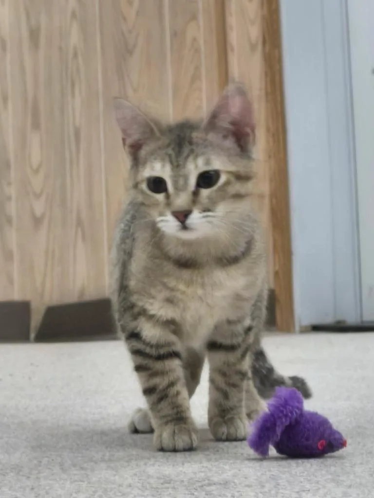 A baby medium-sized female Domestic Short Hair cat named Gidget for adoption in Medford, WI