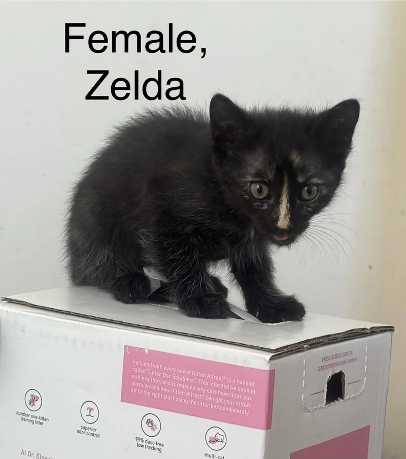 A baby small-sized male Domestic Short Hair cat named Zelda for adoption in Woodland Hills, CA