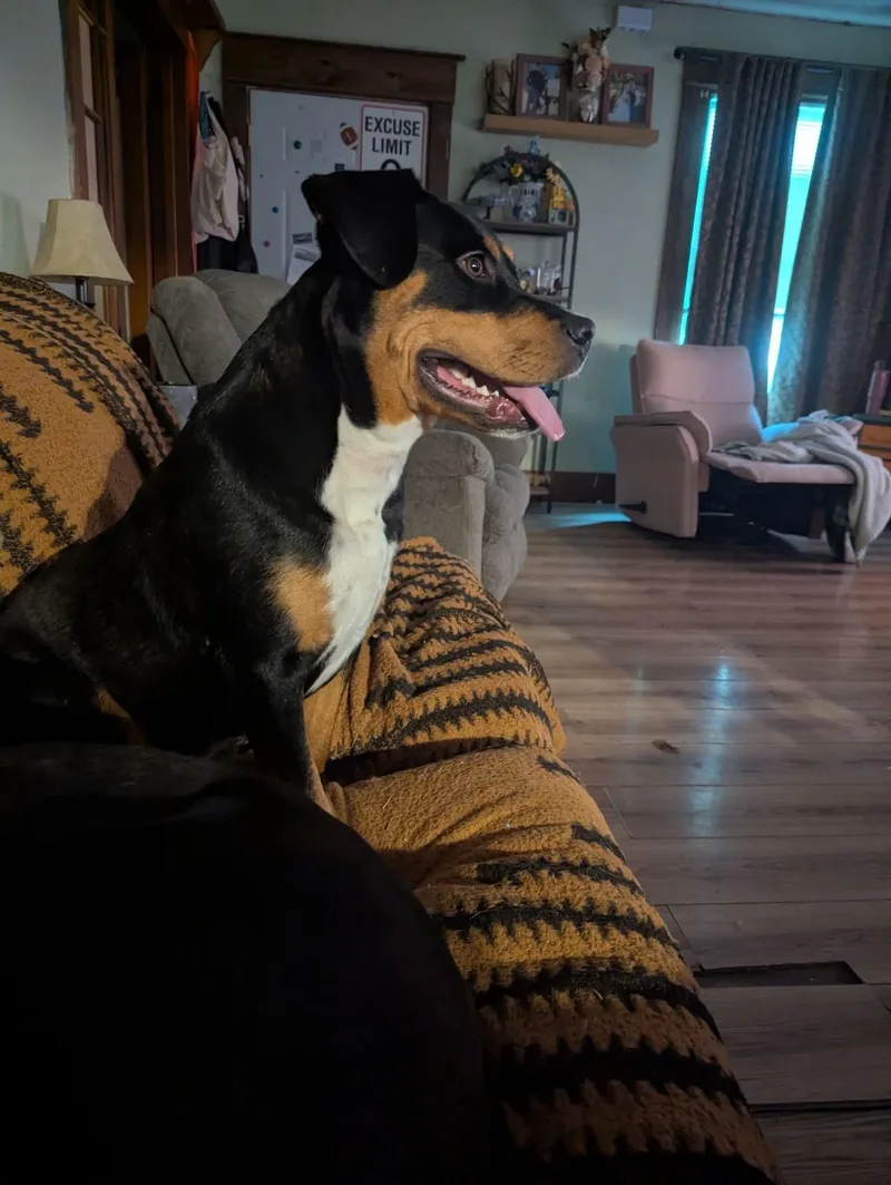 A young medium-sized female Black Rottweiler dog named Rosie for adoption in Manhattan, KS