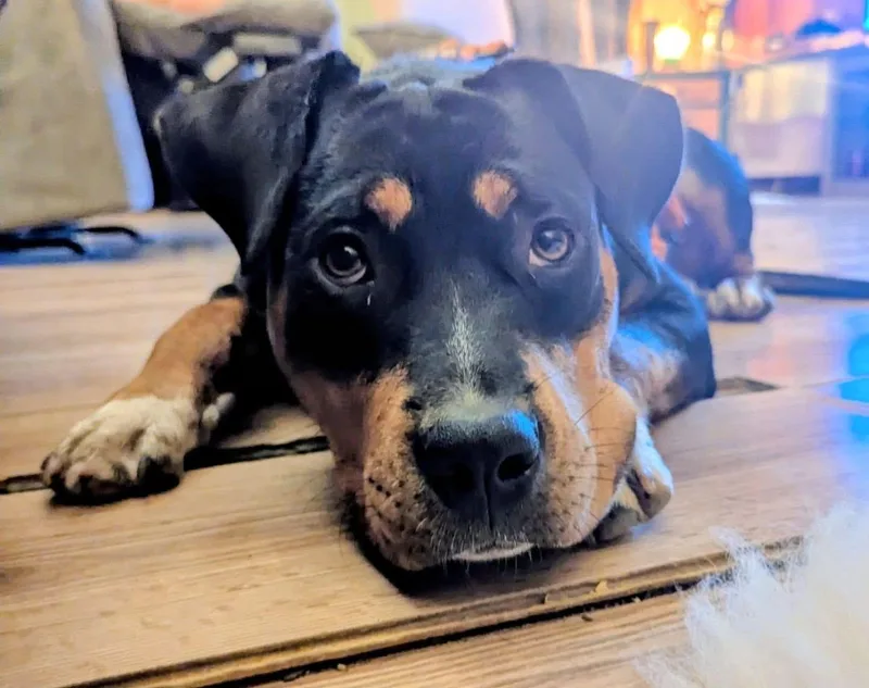 Rosie thumbnail 3