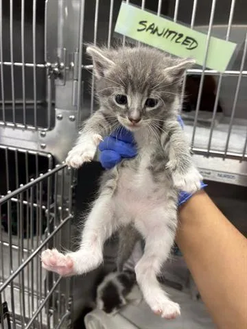 A baby small-sized female Domestic Medium Hair cat named Jesse for adoption in San Martin, CA